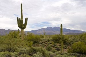 Saguaro in the Arizona desert.